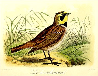 Keulemans Onze vogels 1 27
