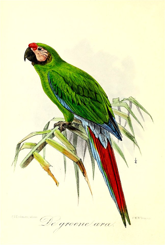 Keulemans Onze vogels 3 03