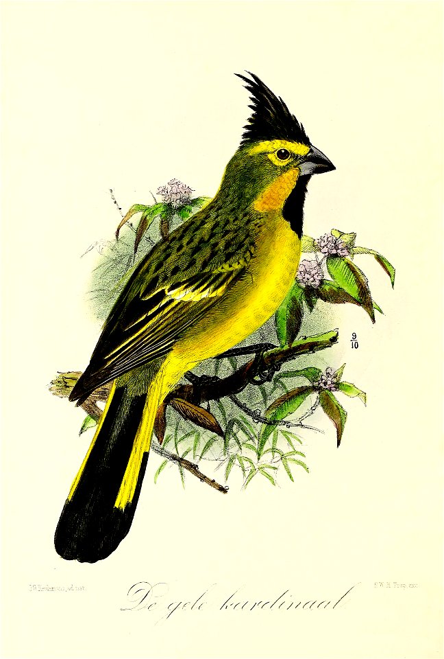 Keulemans Onze vogels 3 36