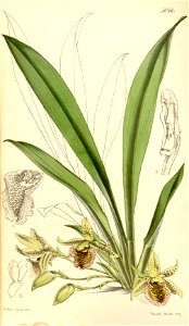 Kefersteinia graminea - Curtis' 84 (Ser. 3 no. 14) pl. 5046 (1858)