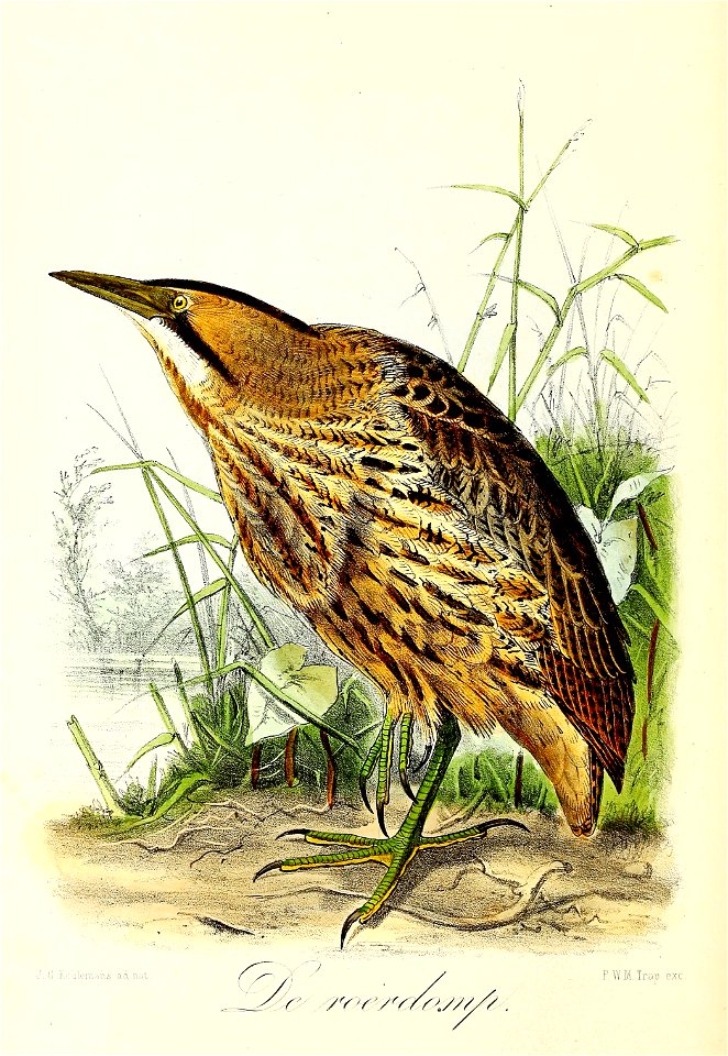 Keulemans Onze vogels 3 56