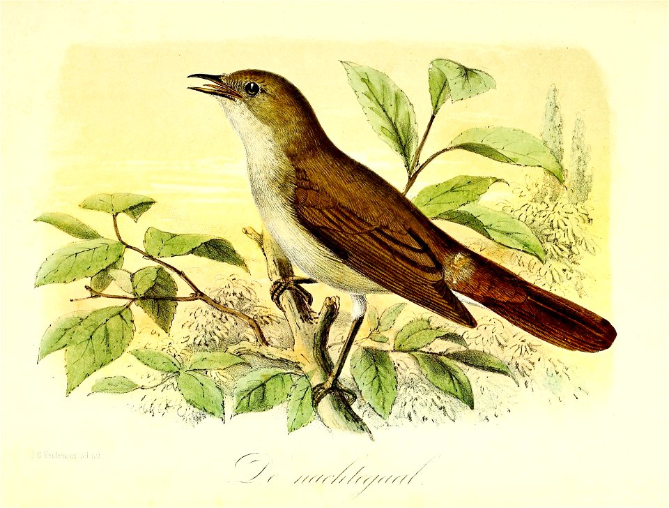 Keulemans Onze vogels 2 19