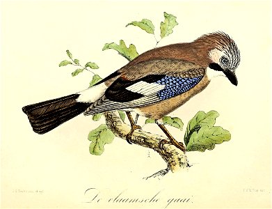 Keulemans Onze vogels 1 07