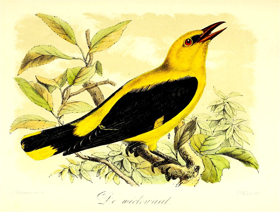 Keulemans Onze vogels 2 31