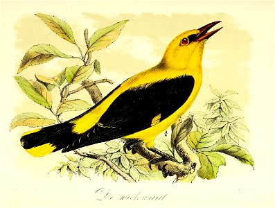 Keulemans Onze vogels 2 31