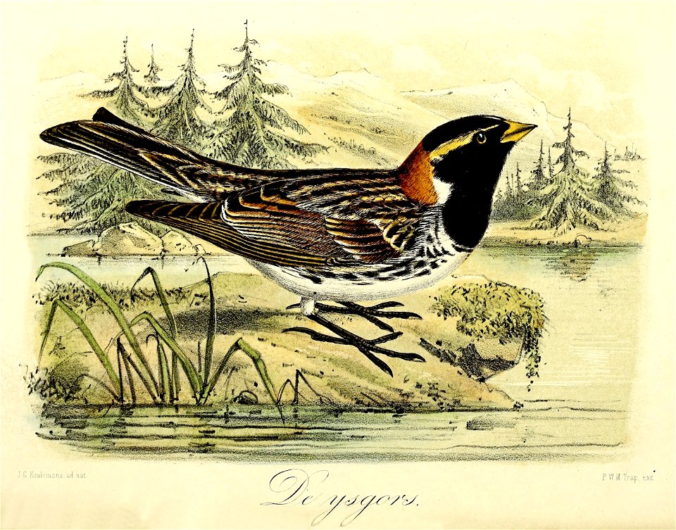 Keulemans Onze vogels 1 31