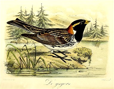 Keulemans Onze vogels 1 31
