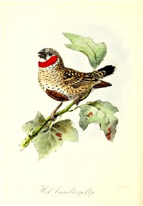 Keulemans Onze vogels 2 54