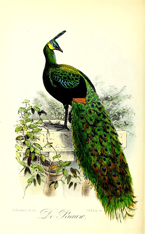 Keulemans Onze vogels 2 62