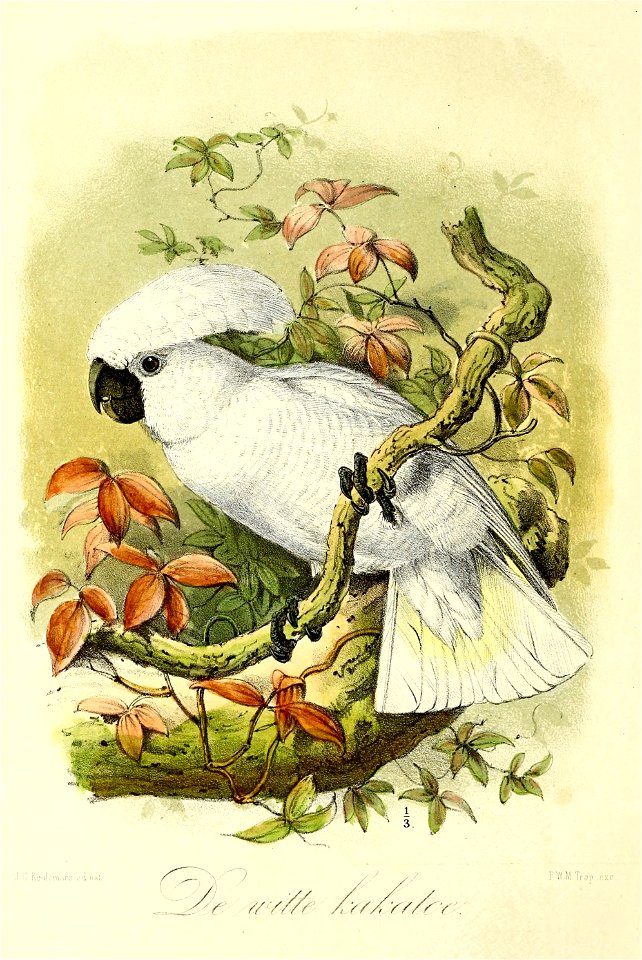 Keulemans Onze vogels 1 03