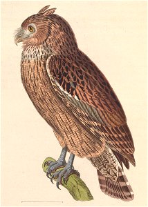 Ketupa zeylonensis leschenaultii 1838