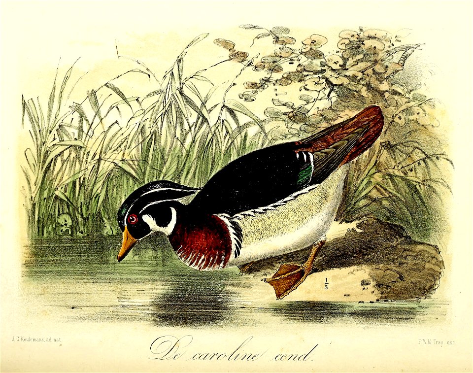Keulemans Onze vogels 1 70