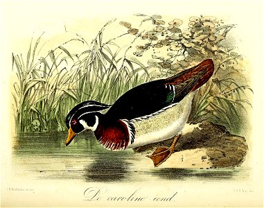Keulemans Onze vogels 1 70