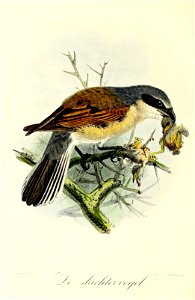 Keulemans Onze vogels 2 07