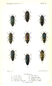 Kerremans.Monographie.des.Buprestides.12