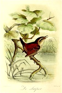 Keulemans Onze vogels 1 19