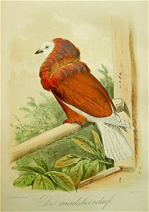 Keulemans Onze vogels 1 50
