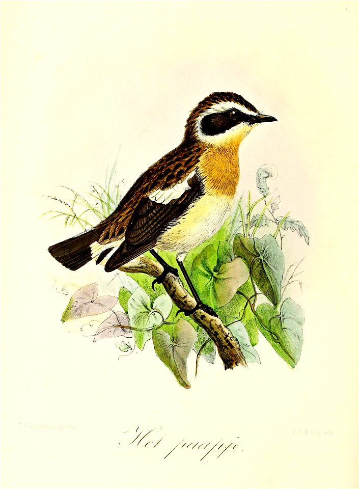 Keulemans Onze vogels 2 23