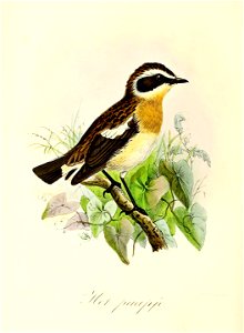 Keulemans Onze vogels 2 23