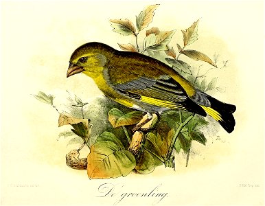 Keulemans Onze vogels 1 35