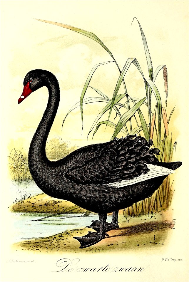 Keulemans Onze vogels 1 66