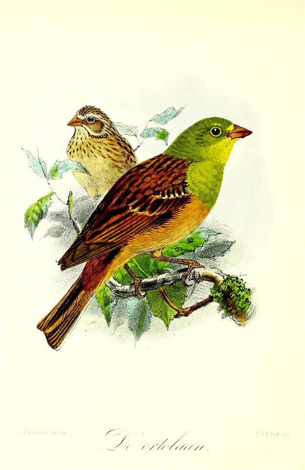 Keulemans Onze vogels 2 39