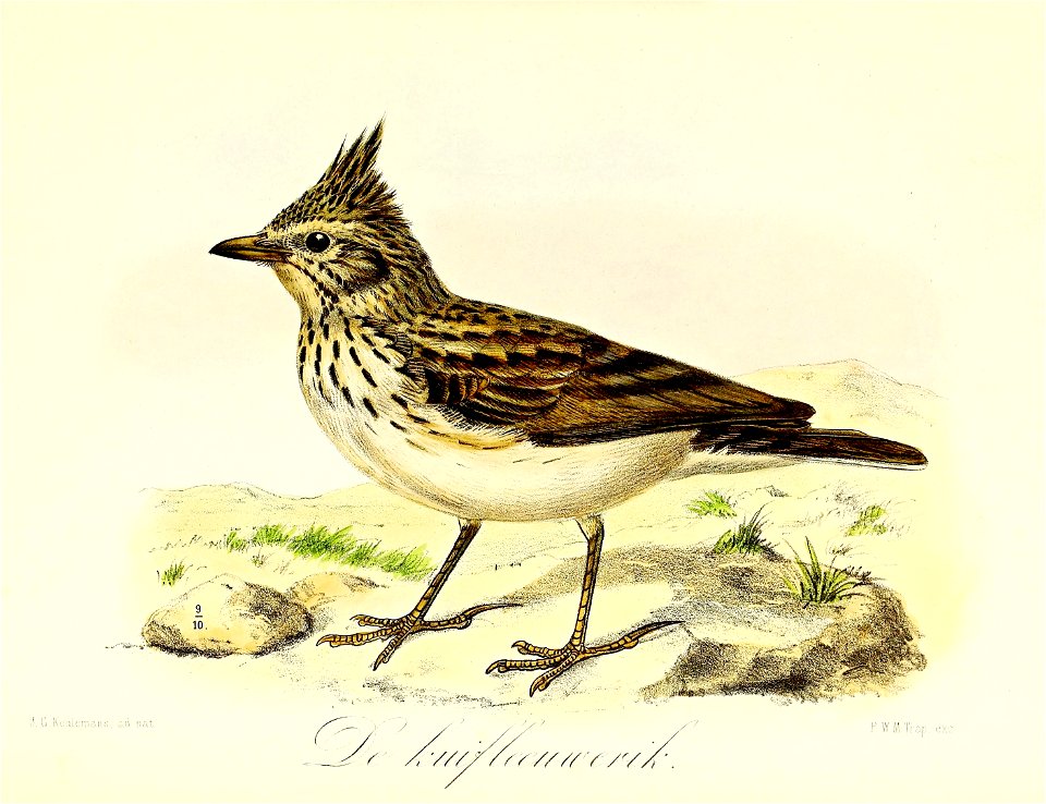 Keulemans Onze vogels 2 35