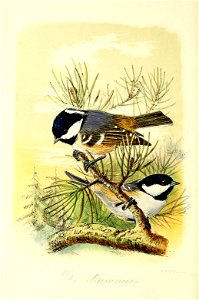 Keulemans Onze vogels 2 11