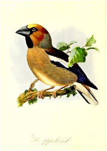 Keulemans Onze vogels 2 47