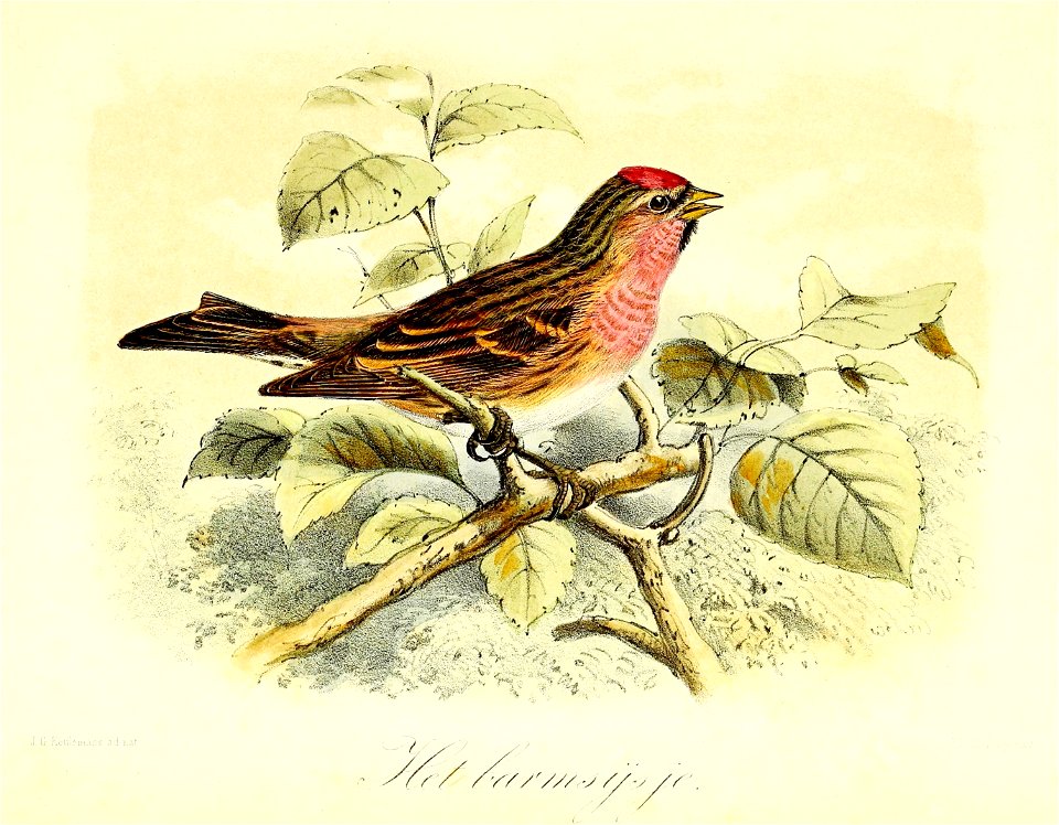 Keulemans Onze vogels 2 43
