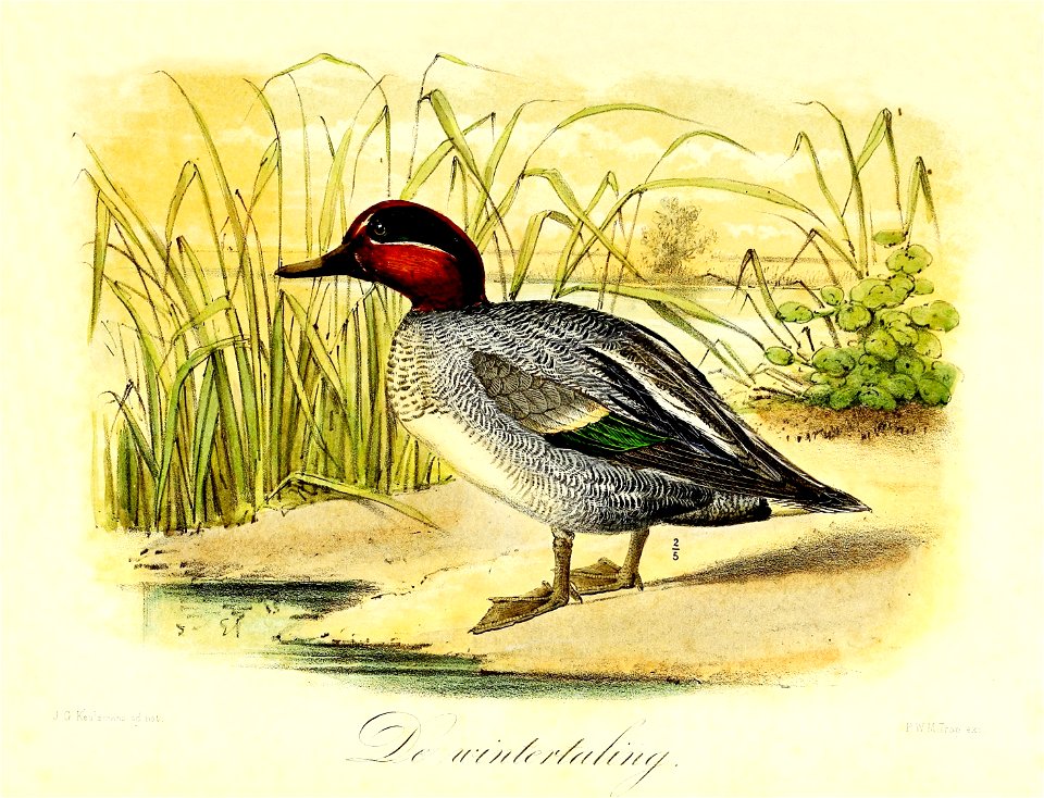 Keulemans Onze vogels 2 70