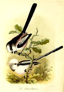 Keulemans Onze vogels 1 15