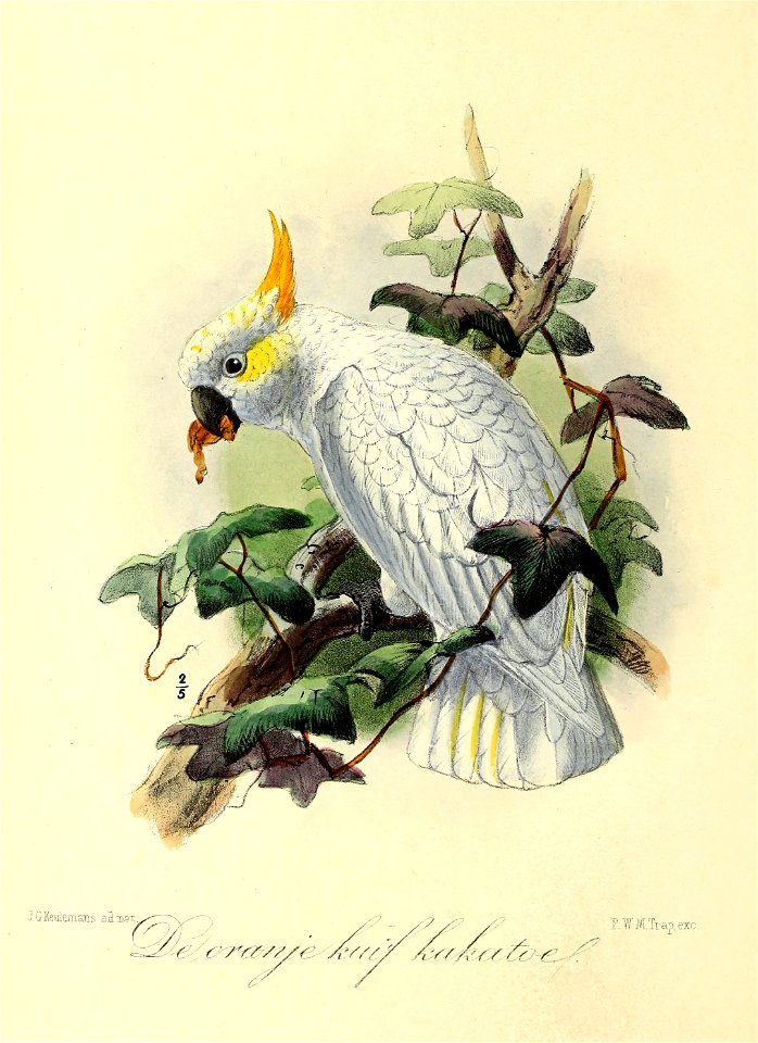 Keulemans Onze vogels 3 07