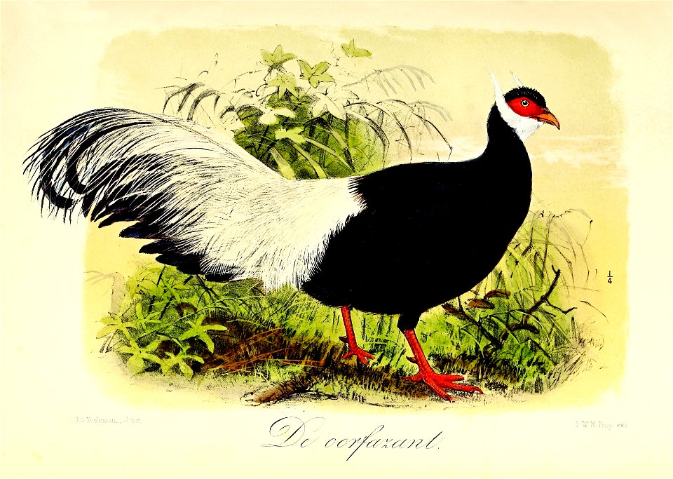 Keulemans Onze vogels 2 58