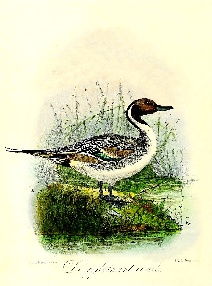 Keulemans Onze vogels 3 60