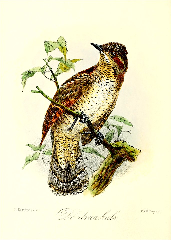 Keulemans Onze vogels 3 19