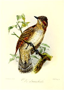 Keulemans Onze vogels 3 19