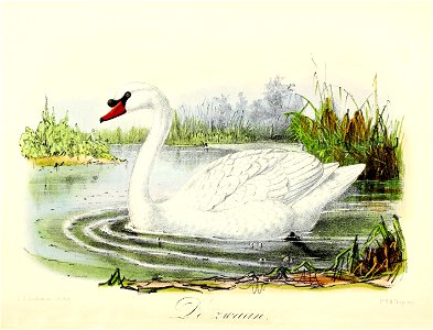 Keulemans Onze vogels 2 66