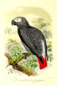 Keulemans Onze vogels 2 03