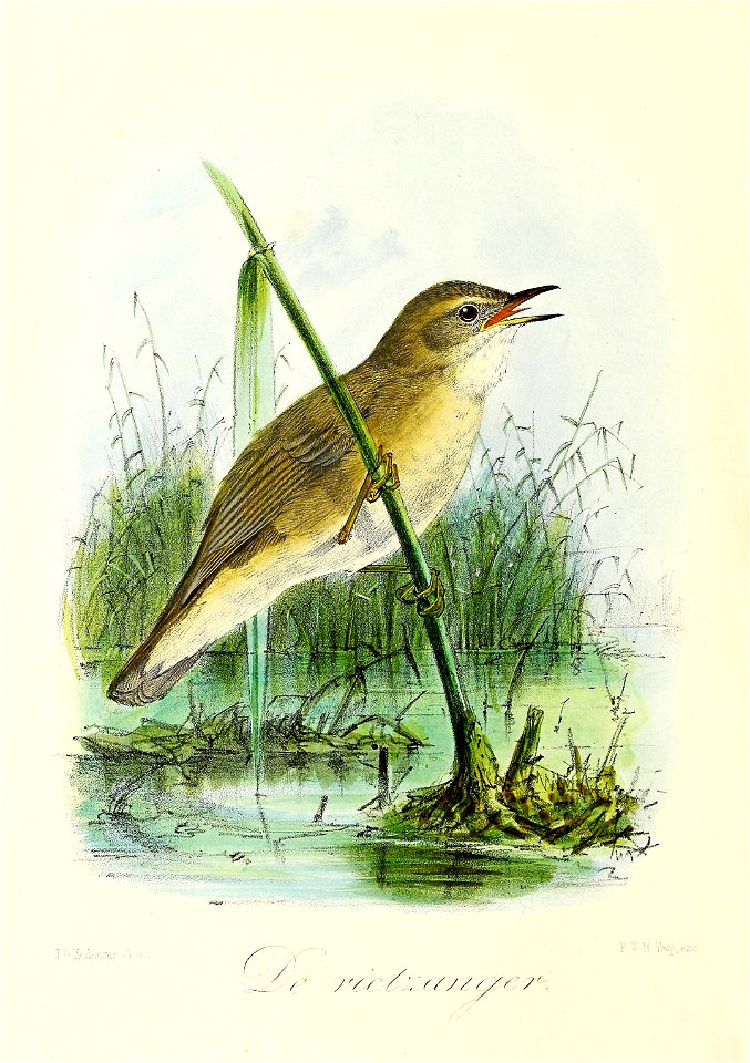 Keulemans Onze vogels 3 23