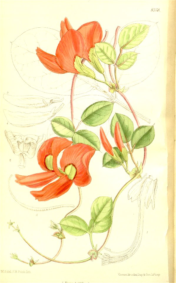 Kennedya beckxiana 137-8358