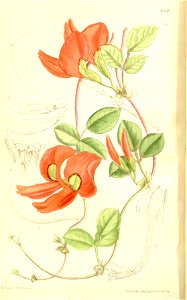 Kennedya beckxiana 137-8358