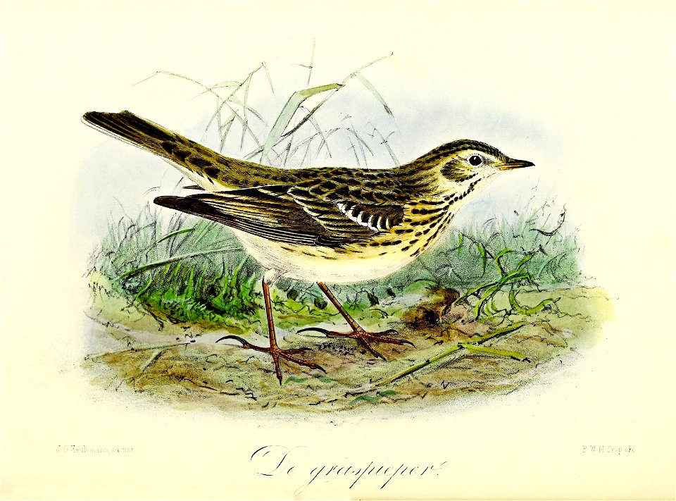 Keulemans Onze vogels 3 31