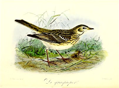 Keulemans Onze vogels 3 31