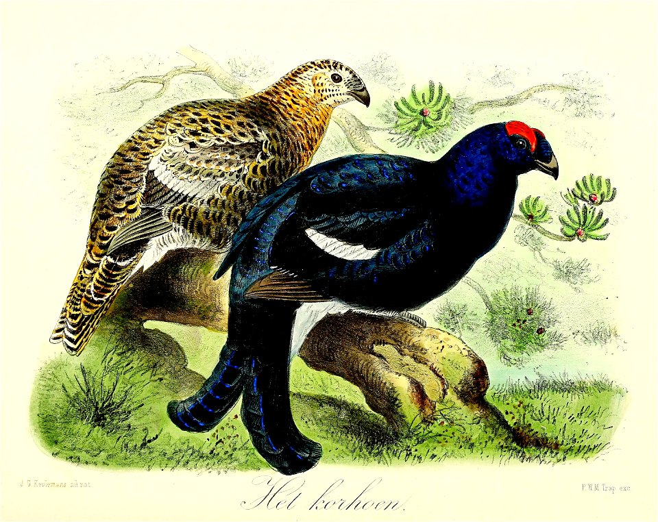 Keulemans Onze vogels 3 52