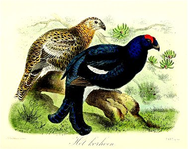 Keulemans Onze vogels 3 52