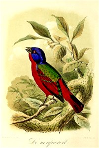 Keulemans Onze vogels 1 40