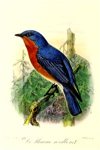 Keulemans Onze vogels 3 27