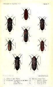 Kerremans.Monographie.des.Buprestides.09