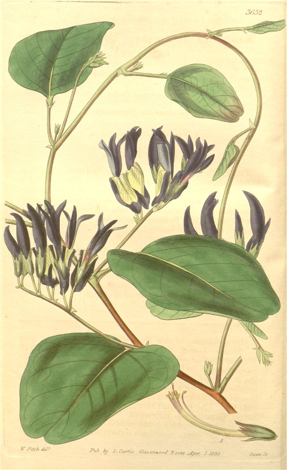 Kennedya nigricans Bot. Mag. 65. 3652. 1838
